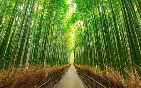 Japonia Express z DiscoverAsia najlepsze wycieczki do Japonii (17) Bambusowy las w Arashiyama_11zon.jpg